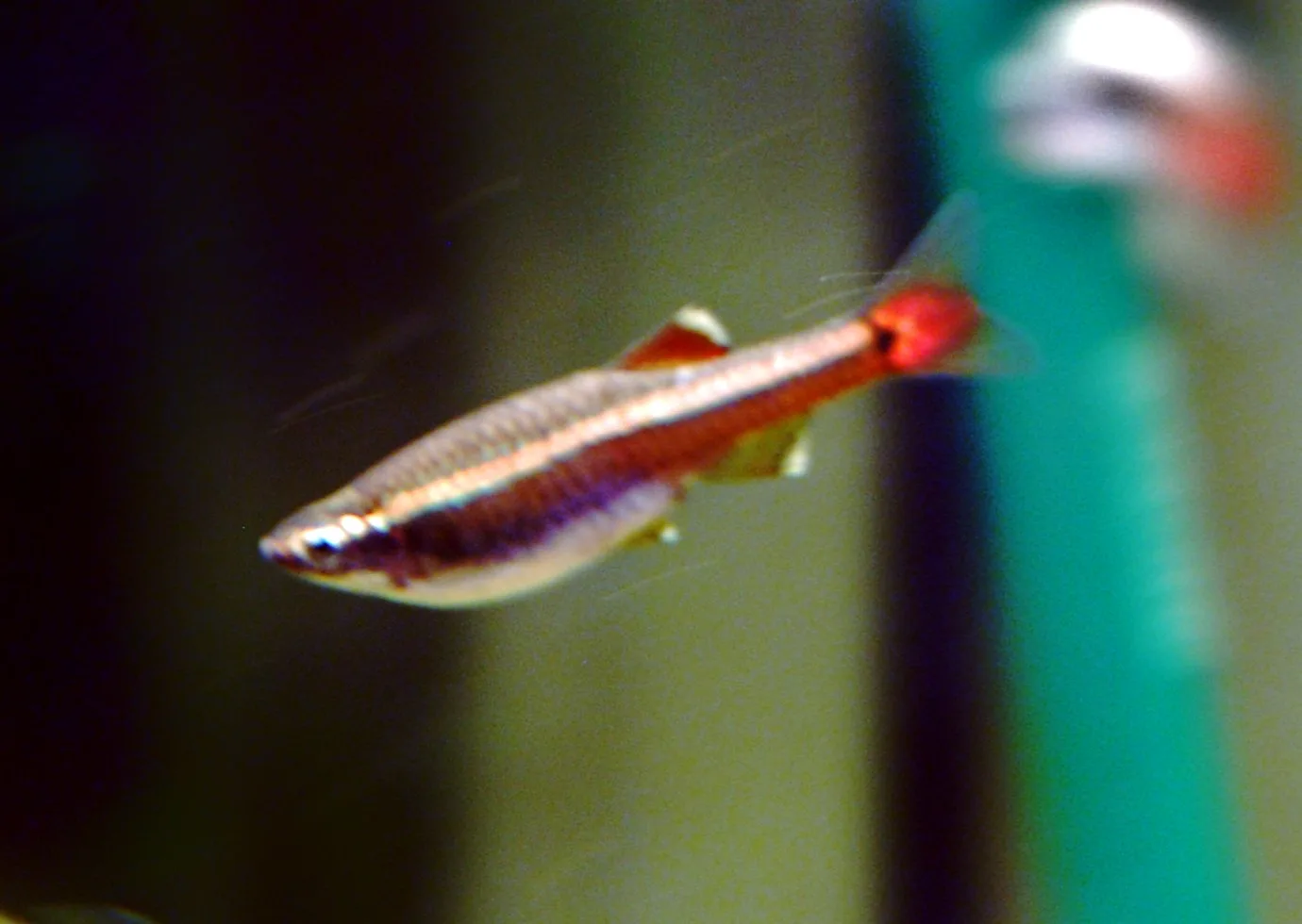 White Cloud Mountain Minnow in aquarium