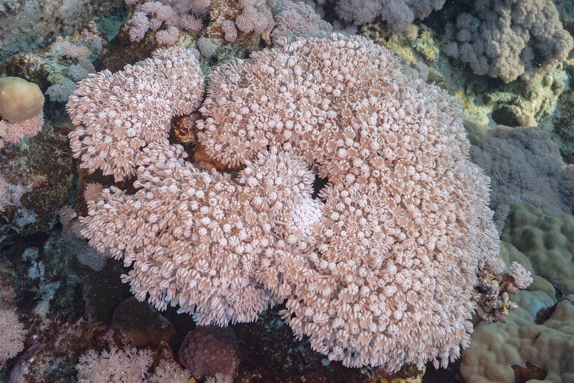 Xenia Coral (Xenia sp.)
