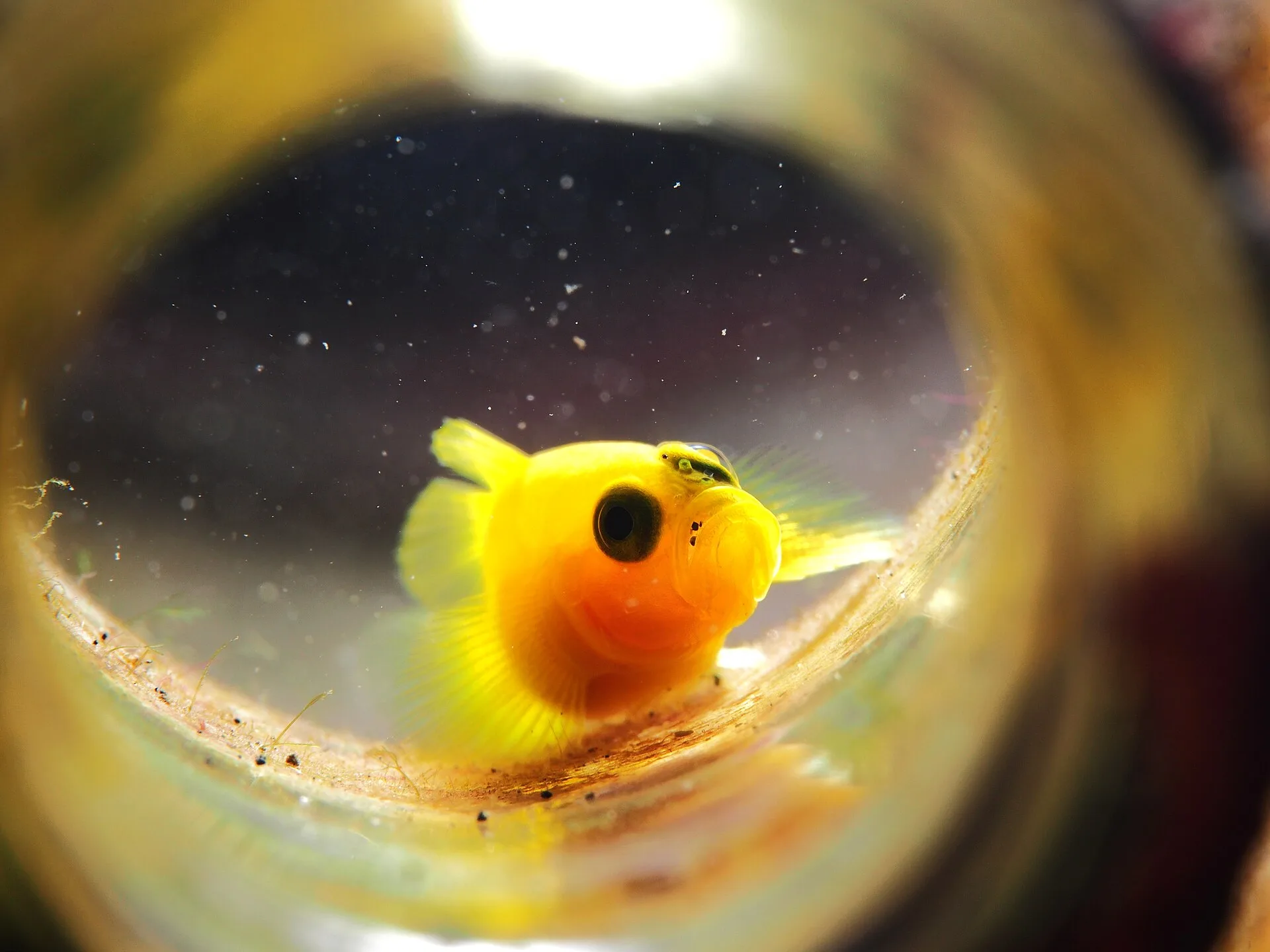 Yellow Clown Goby (Gobiodon okinawae)