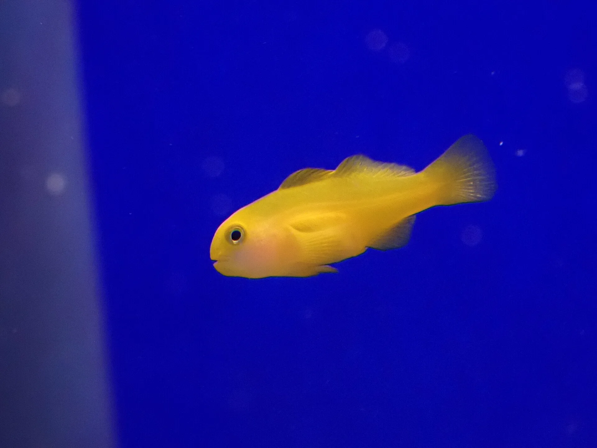 Yellow Clown Goby in aquarium