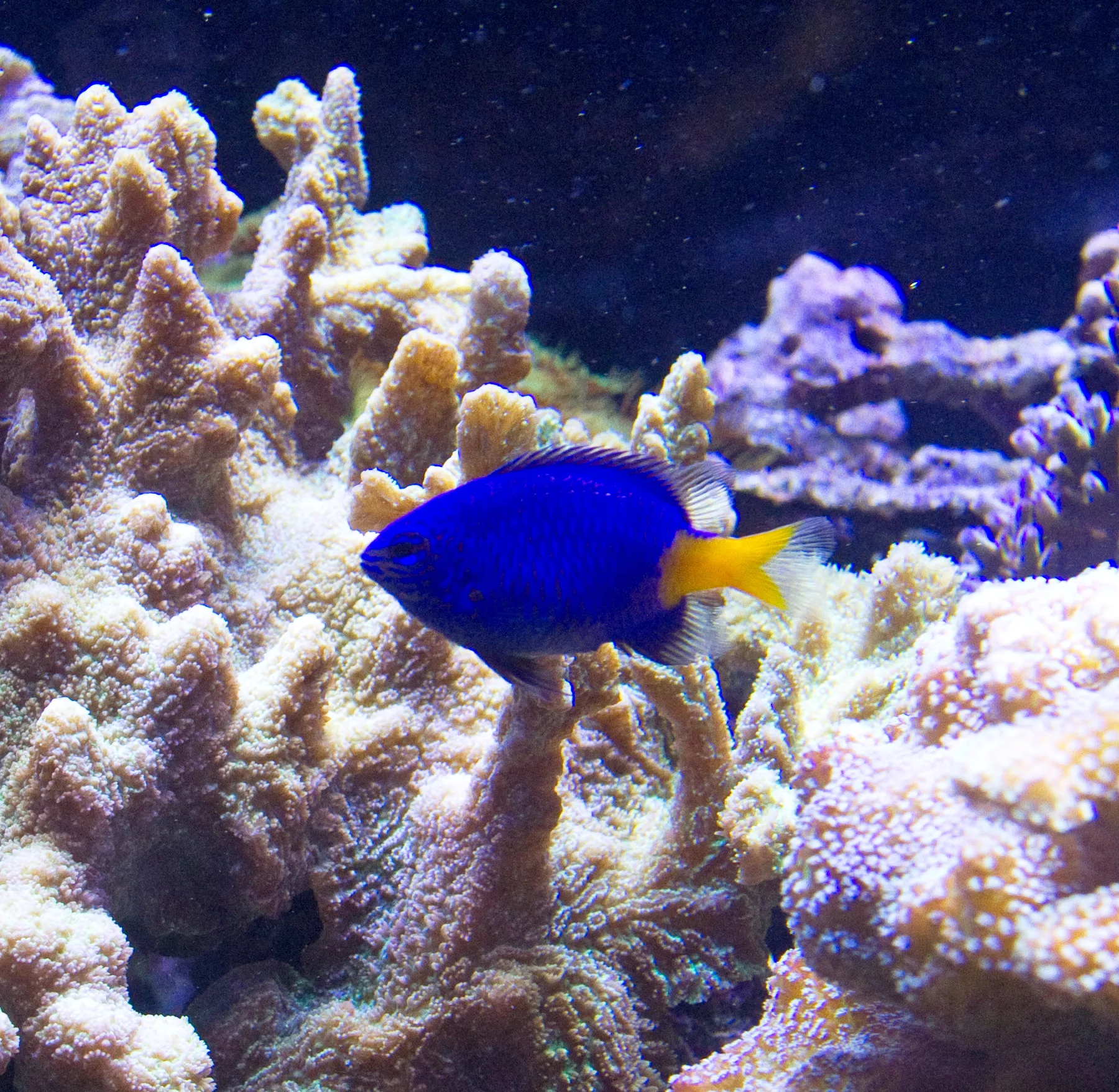 Yellow-tail Blue Damselfish aquarium photo