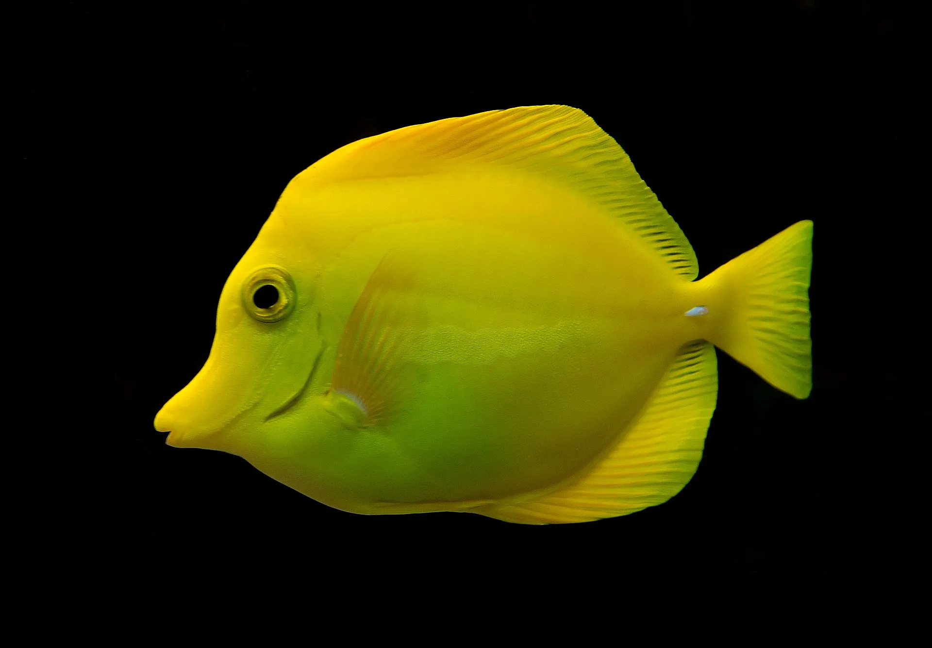 Yellow Tang aquarium photo