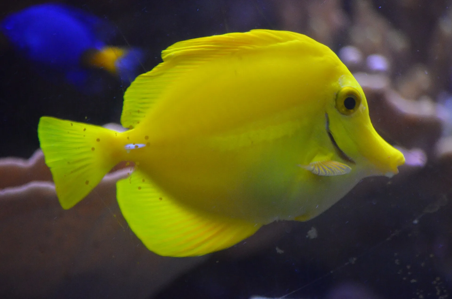Yellow Tang aquarium photo