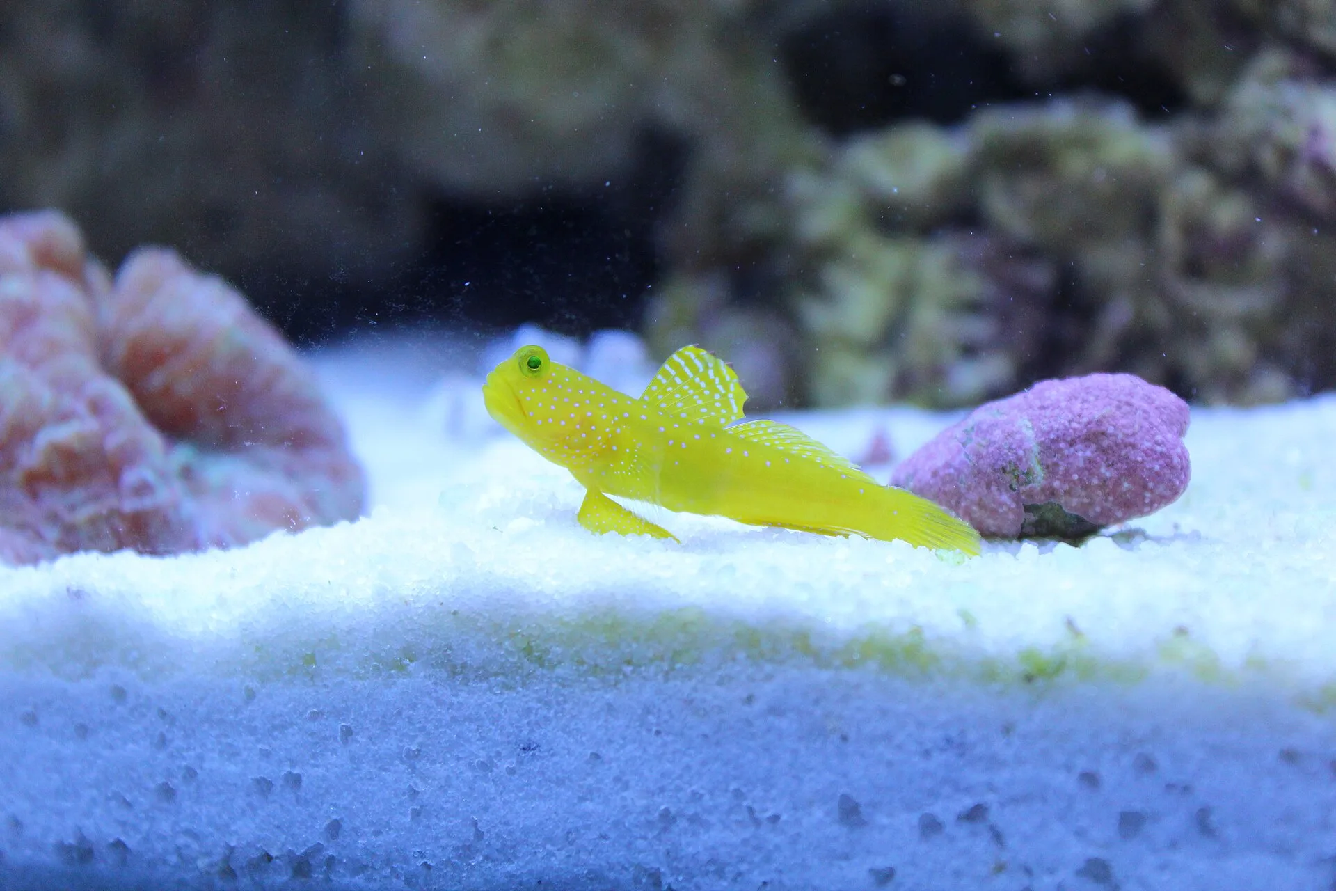 Yellow Watchman Goby in aquarium