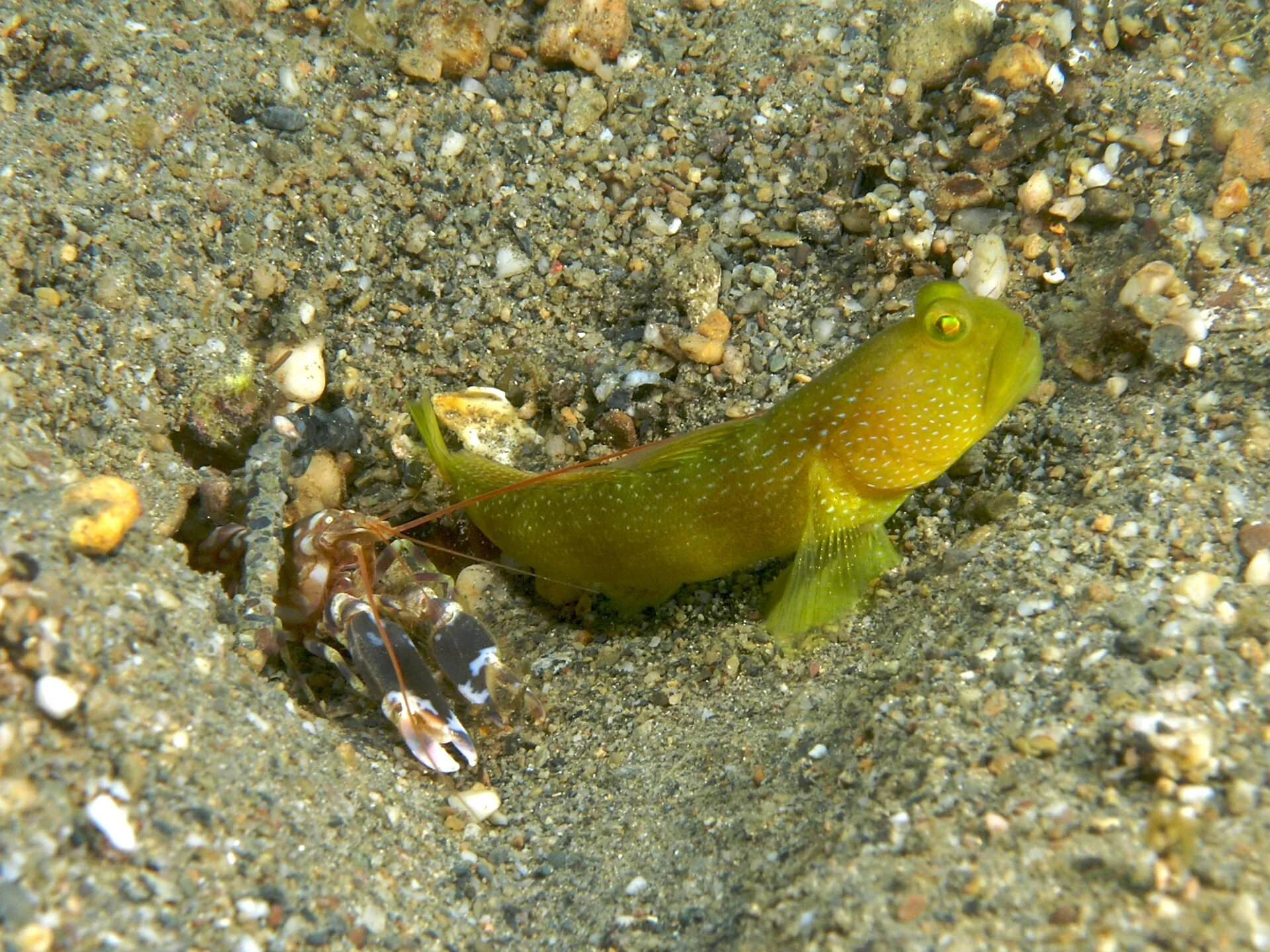 Close view of Yellow Watchman Goby (Cryptocentrus cinctus)