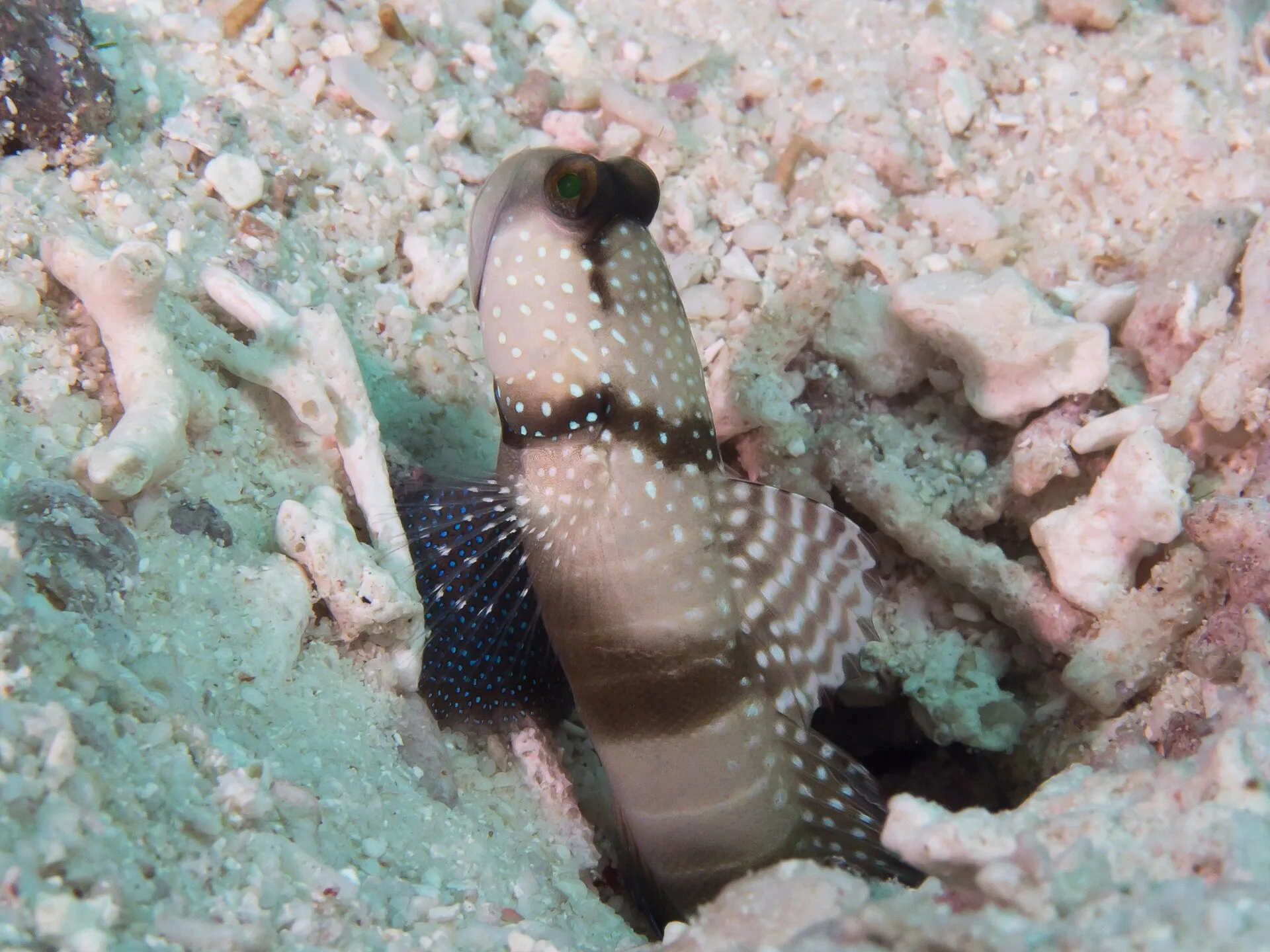 Yellow Watchman Goby natural colour and form