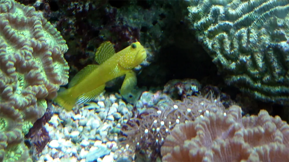 Yellow Watchman Goby (Cryptocentrus cinctus)