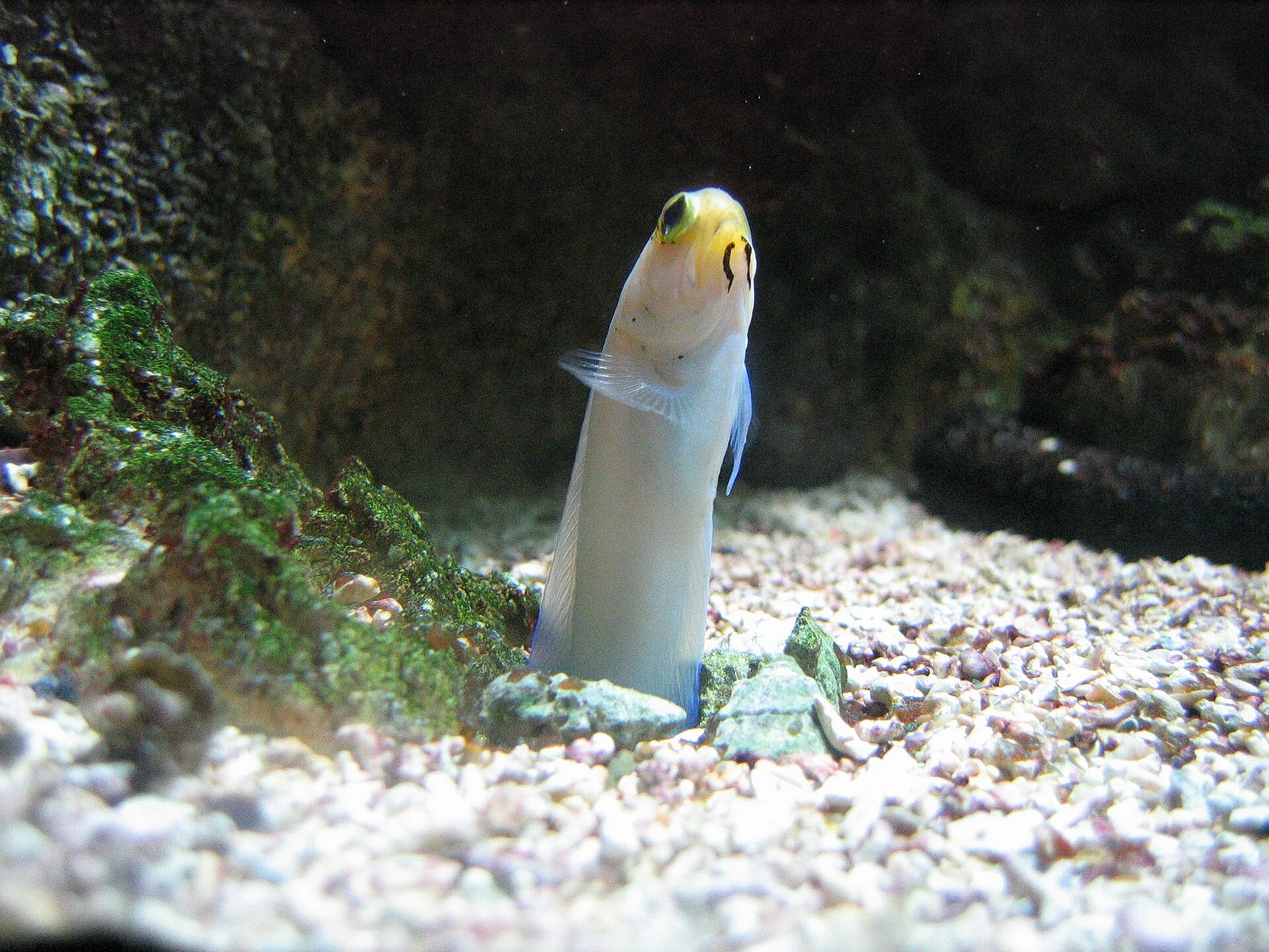 Yellowhead Jawfish on a coral reef