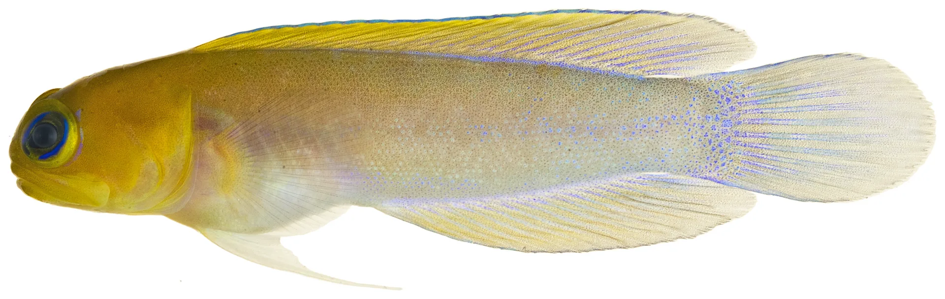 Yellowhead Jawfish showing natural colour