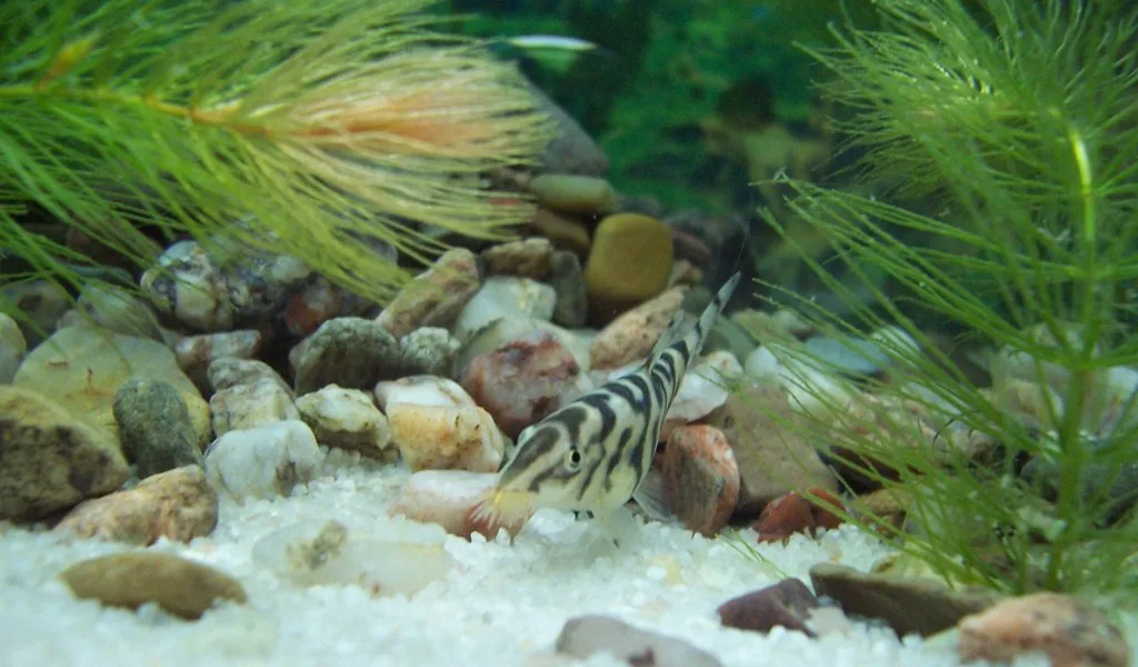 Yo-Yo Loach in a freshwater aquarium
