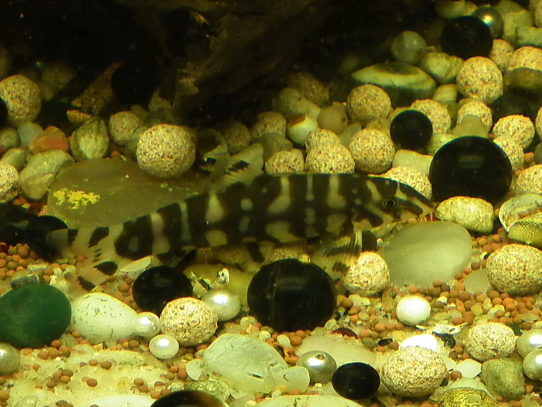 Yo-Yo Loach showing natural colour and shape