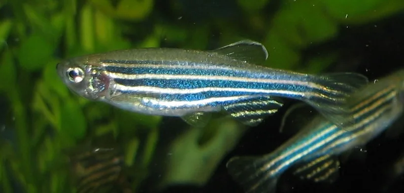 Zebra Danio aquarium photo