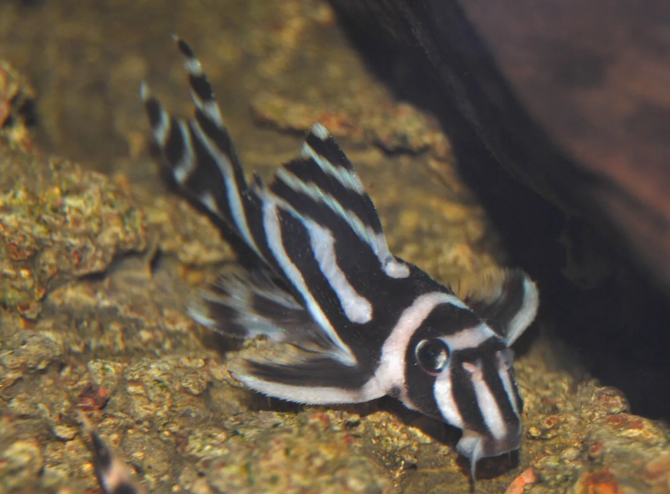 Zebra Pleco (Hypancistrus zebra)