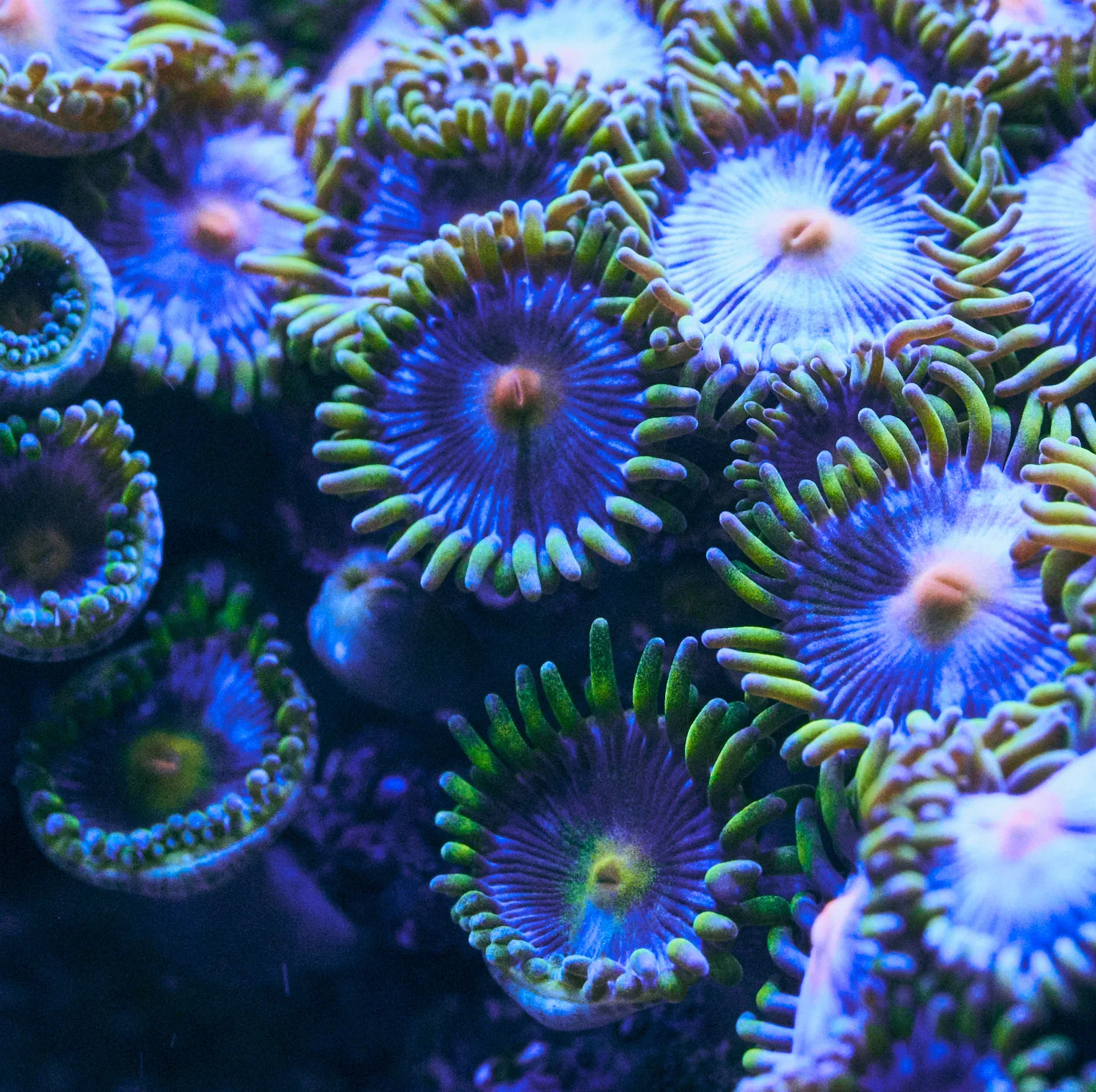 Zoanthids in aquarium