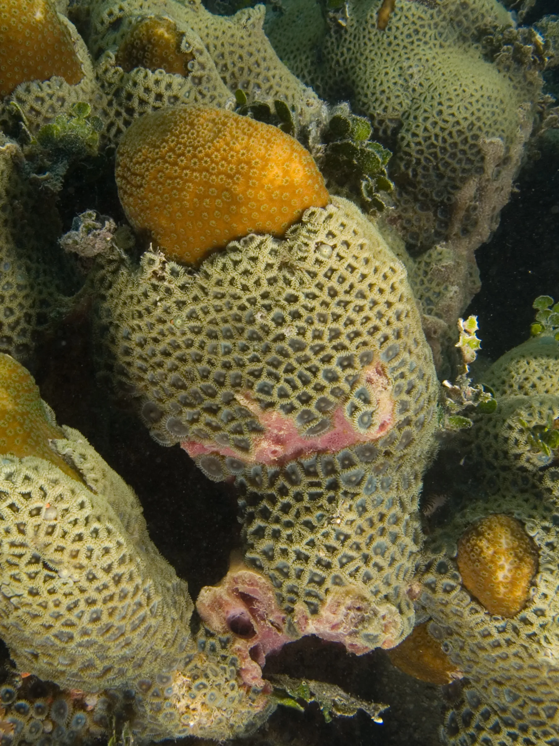 Zoanthids (Zoanthus / Palythoa spp.)