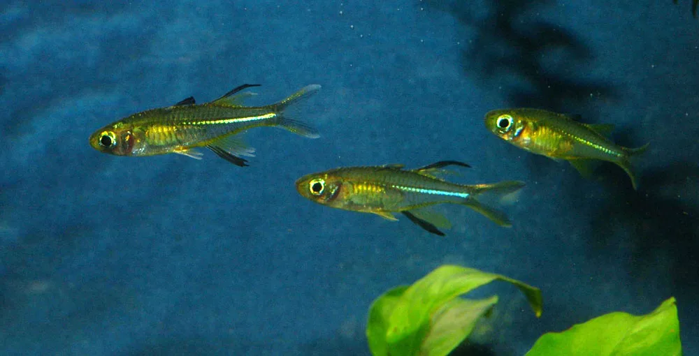 Celebes Rainbowfish (Marosatherina ladigesi)