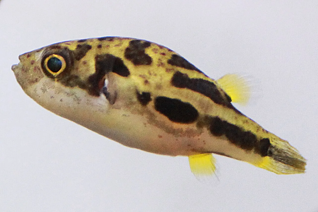Pea Puffer (Carinotetraodon travancoricus)