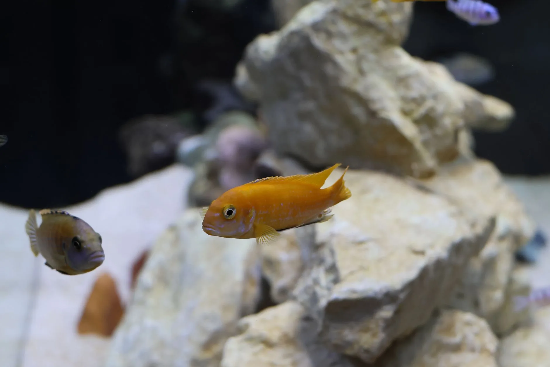 Aquarium water hardness test