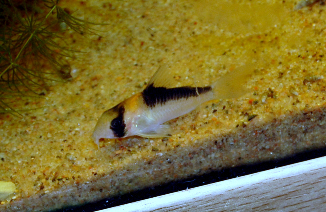 Adolfo's Corydoras (Corydoras adolfoi)