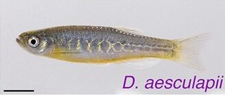 Aesculapian Danio (Danio aesculapii)