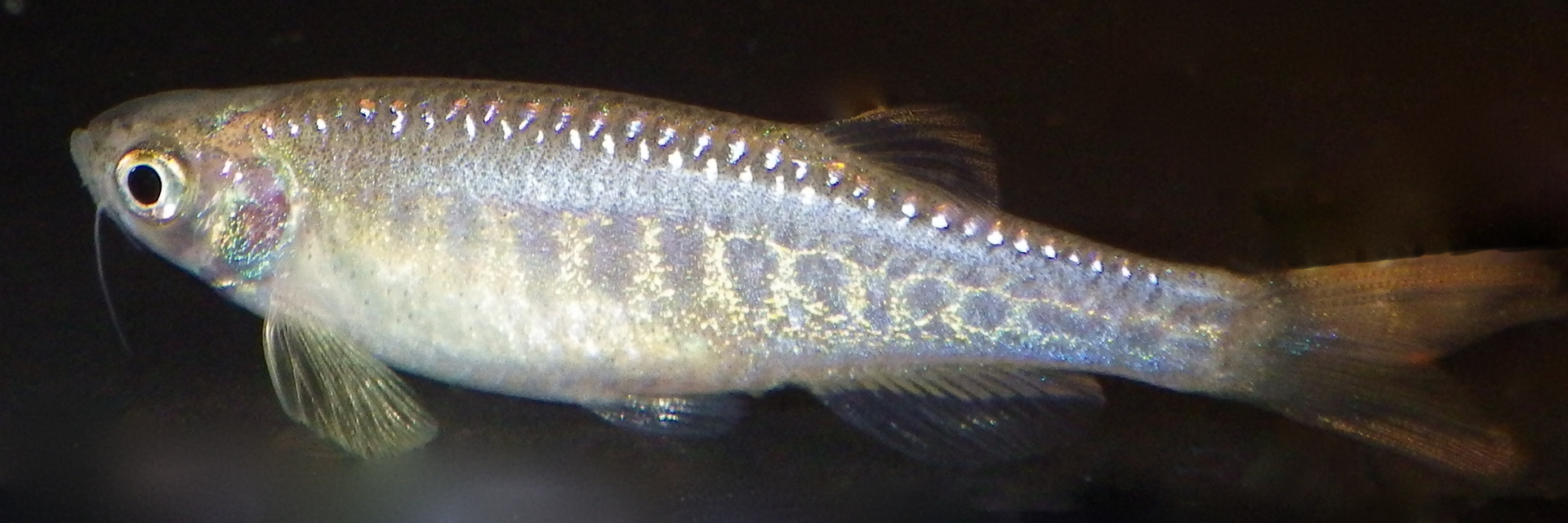 Aesculapian Danio (Danio aesculapii)