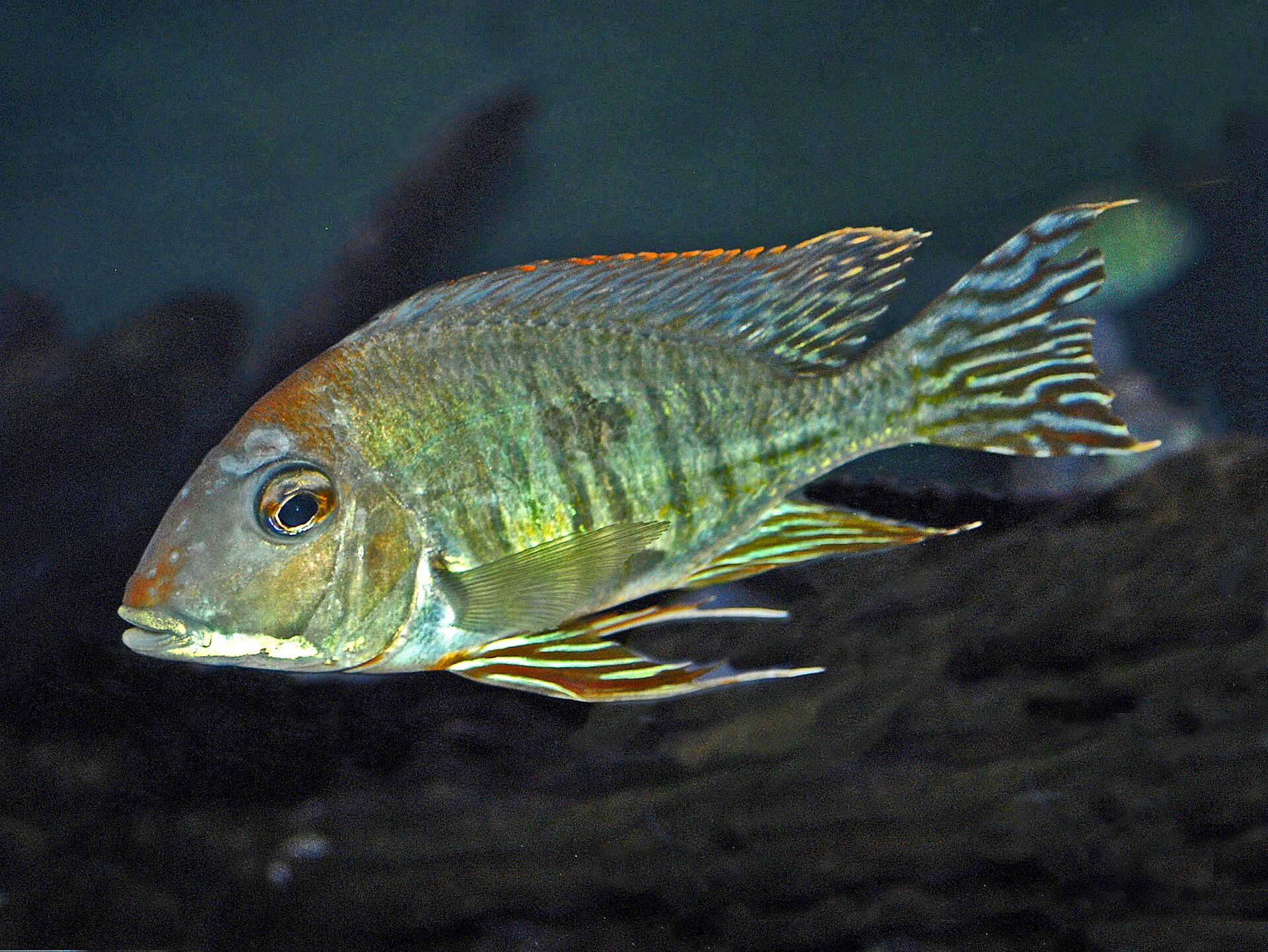 Altifrons Eartheater (Geophagus altifrons)