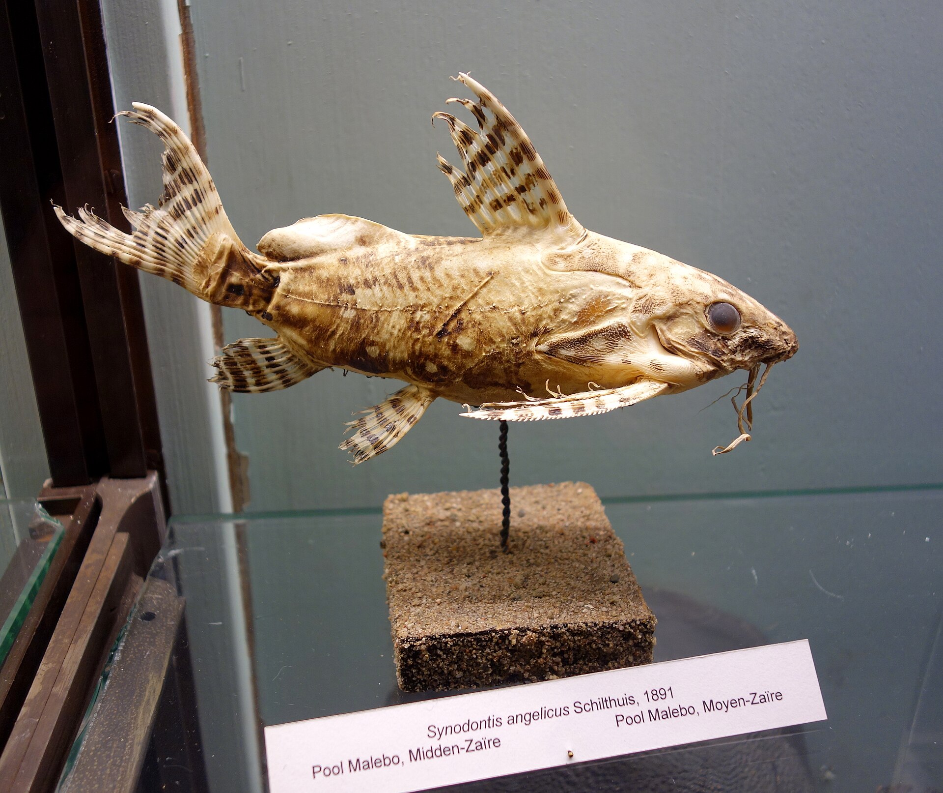 Angelicus Synodontis (Synodontis angelicus)