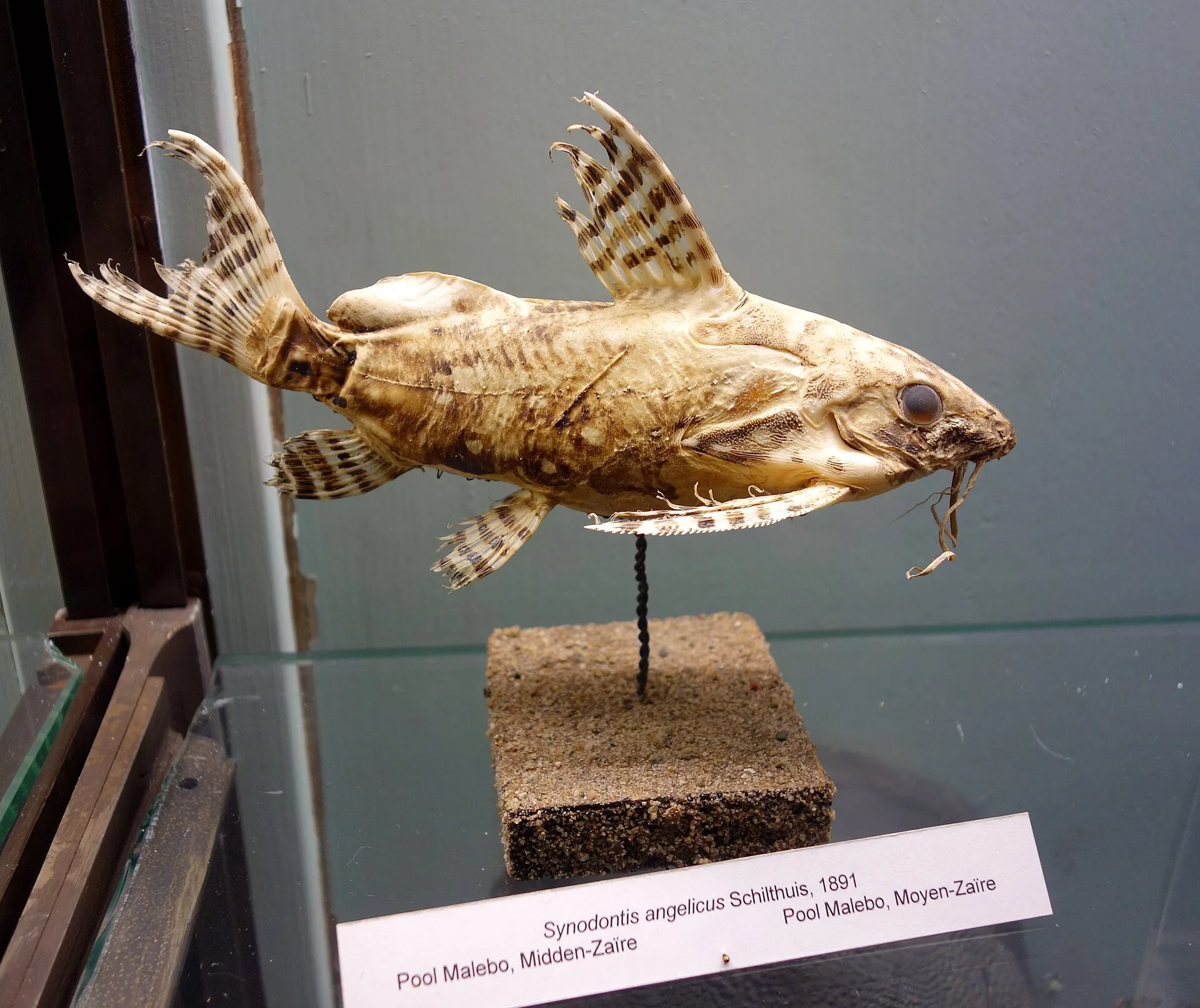 Angelicus Synodontis (Synodontis angelicus)