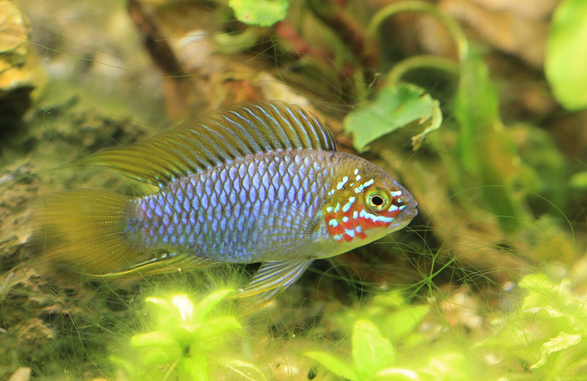 Close view of Apistogramma Borellii (Apistogramma borellii)