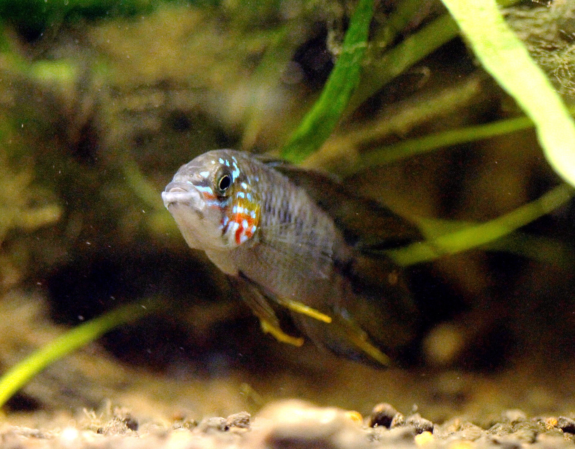 Apistogramma Borellii (Apistogramma borellii)
