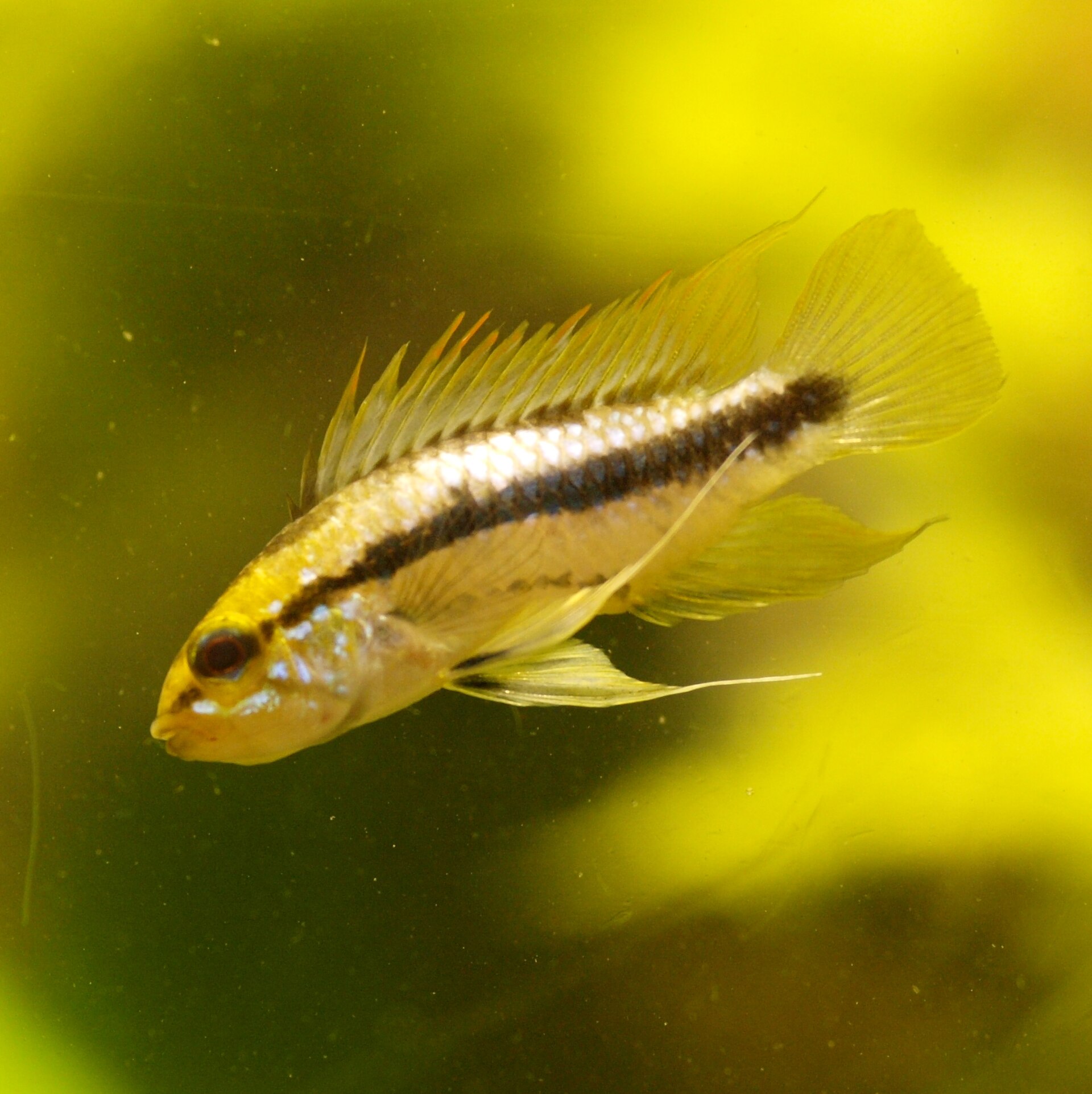 Apistogramma Trifasciata (Apistogramma trifasciata)