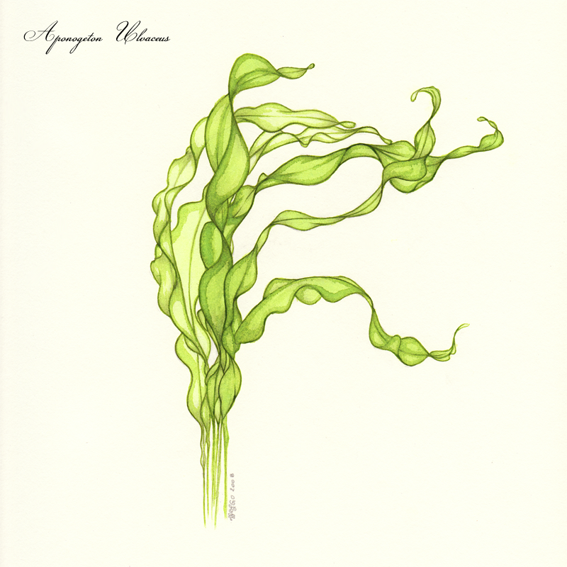 Aponogeton ulvaceus freshwater aquarium plant
