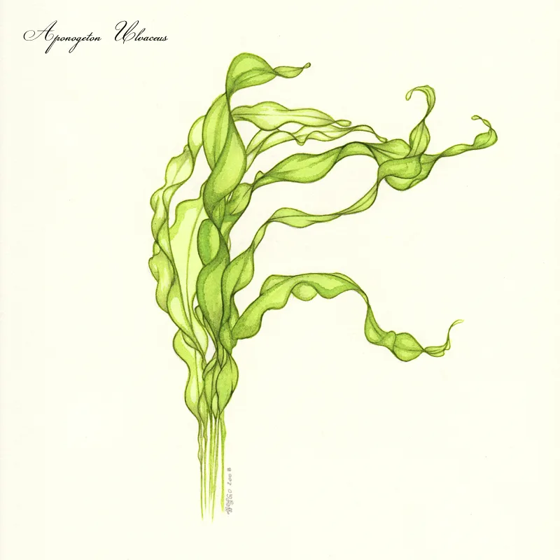 Aponogeton ulvaceus freshwater aquarium plant