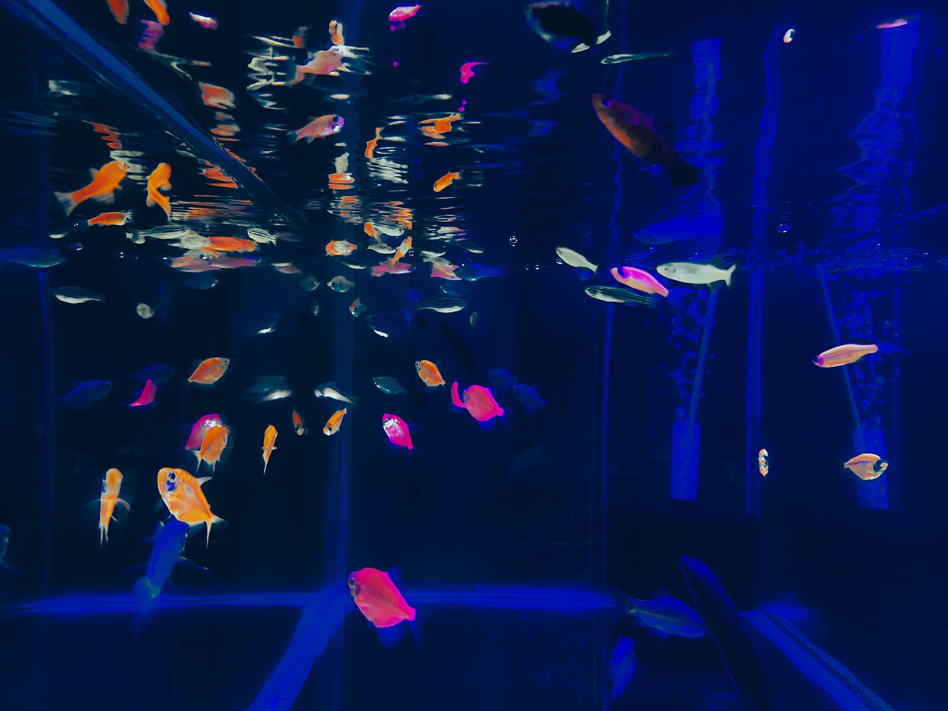 Aquarium under blue actinic night lighting