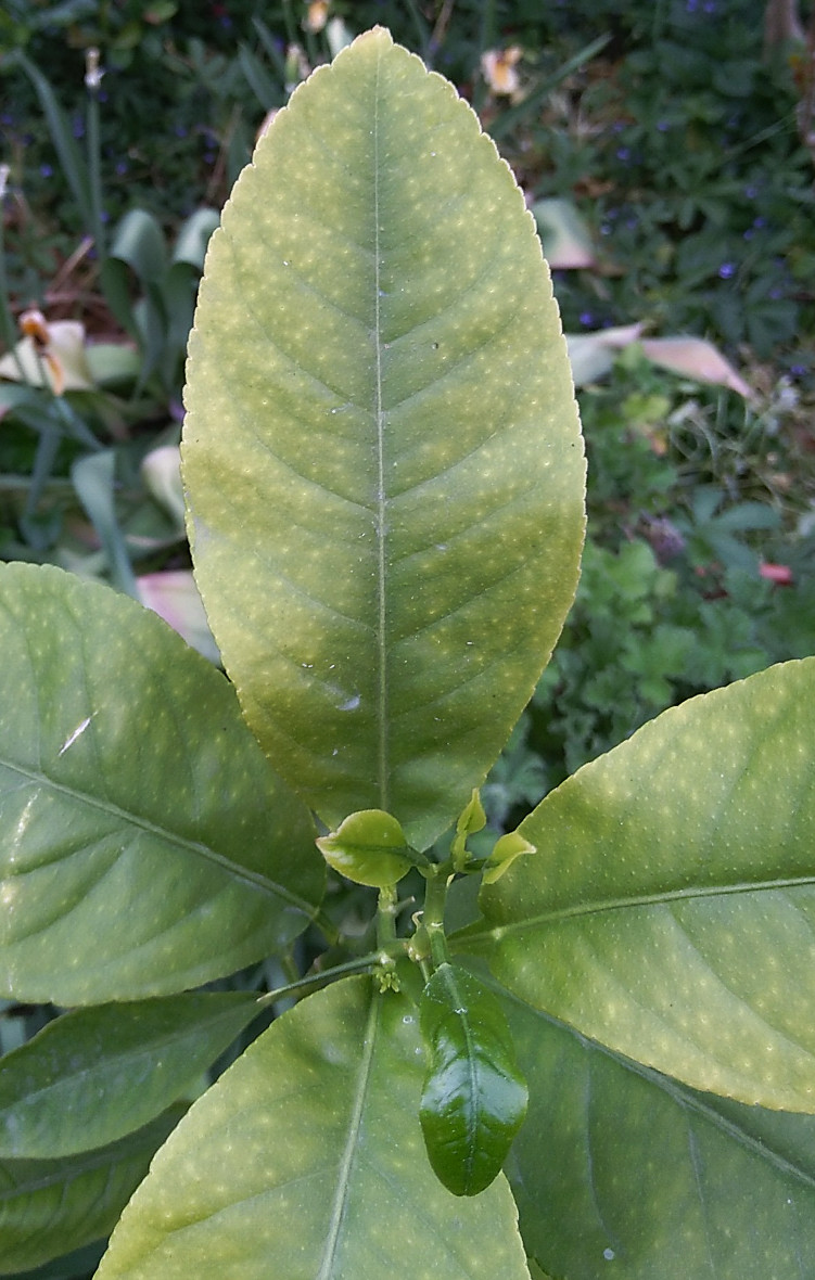 Plant leaf showing nutrient deficiency patterns
