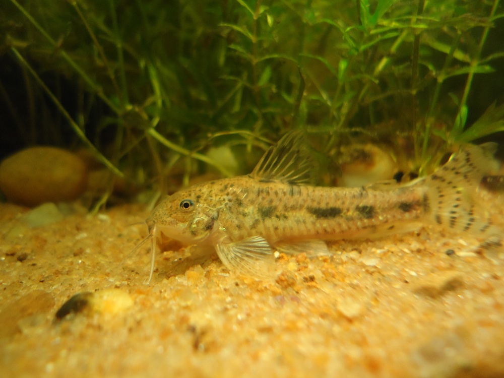 Aspidoras fuscoguttatus (Aspidoras fuscoguttatus)