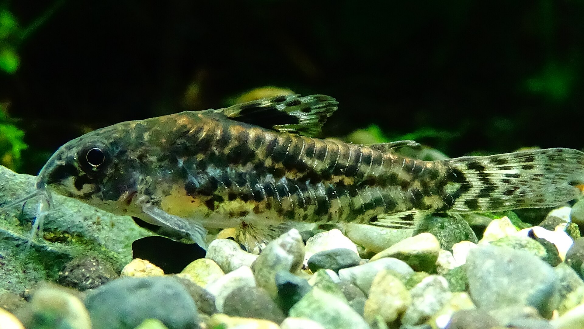 Aspidoras pauciradiatus (Aspidoras pauciradiatus)