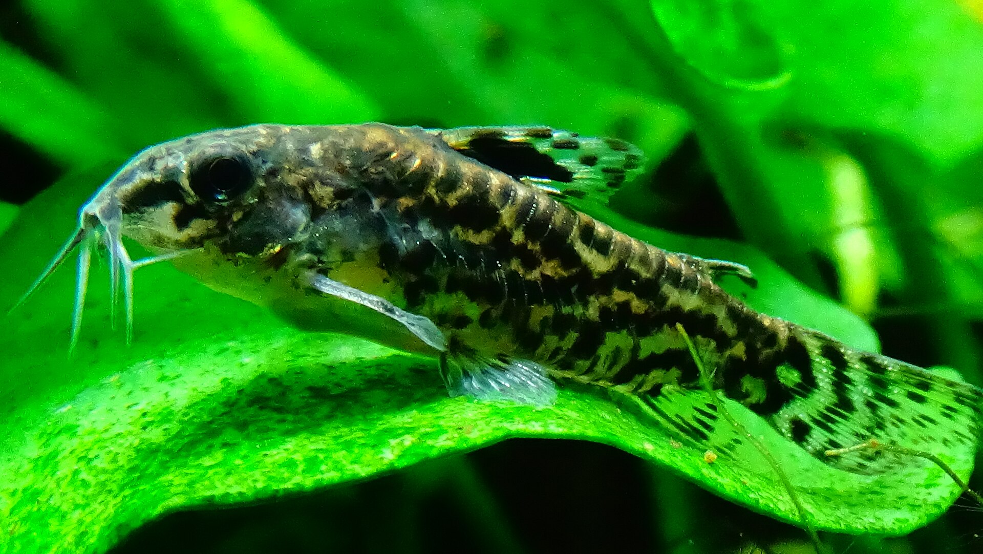 Aspidoras pauciradiatus (Aspidoras pauciradiatus)