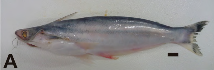 Auchenipterus Catfish (Auchenipterus nuchalis)
