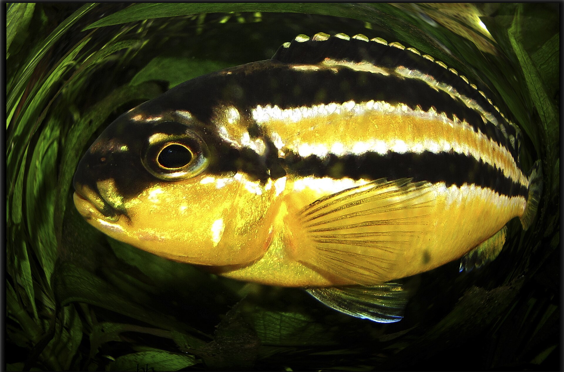 Close view of Auratus Cichlid (Melanochromis auratus)