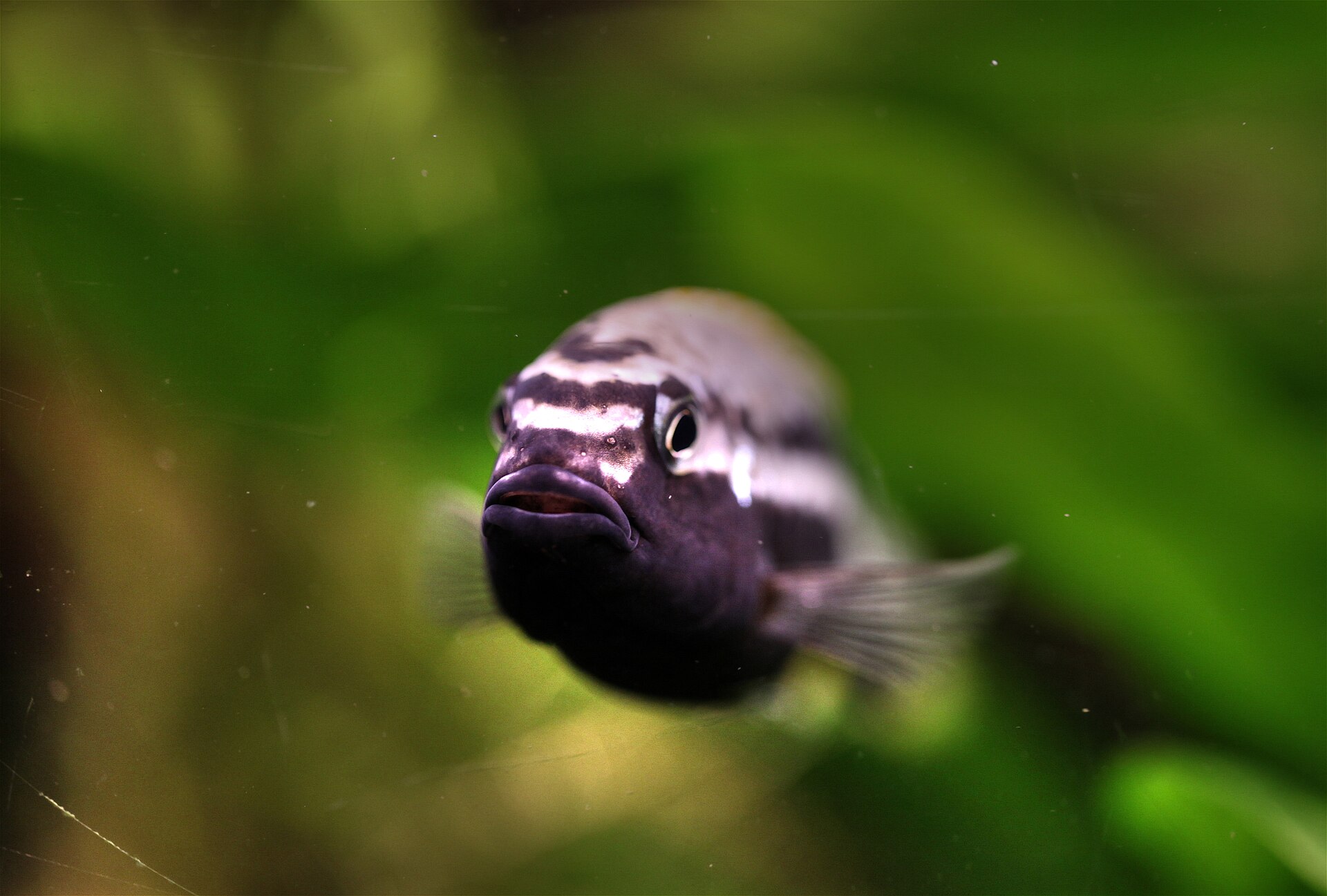 Auratus Cichlid (Melanochromis auratus)