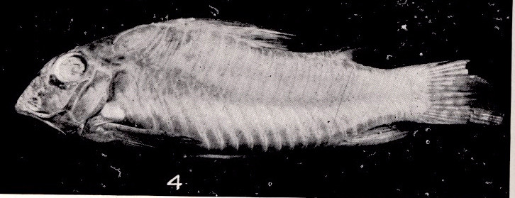 Aurofrenatus Corydoras (Corydoras aurofrenatus)