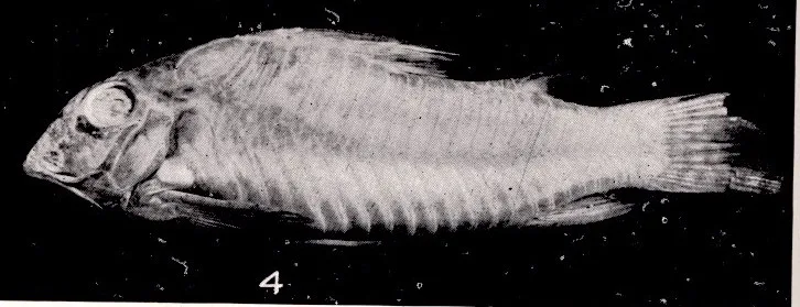 Aurofrenatus Corydoras (Corydoras aurofrenatus)