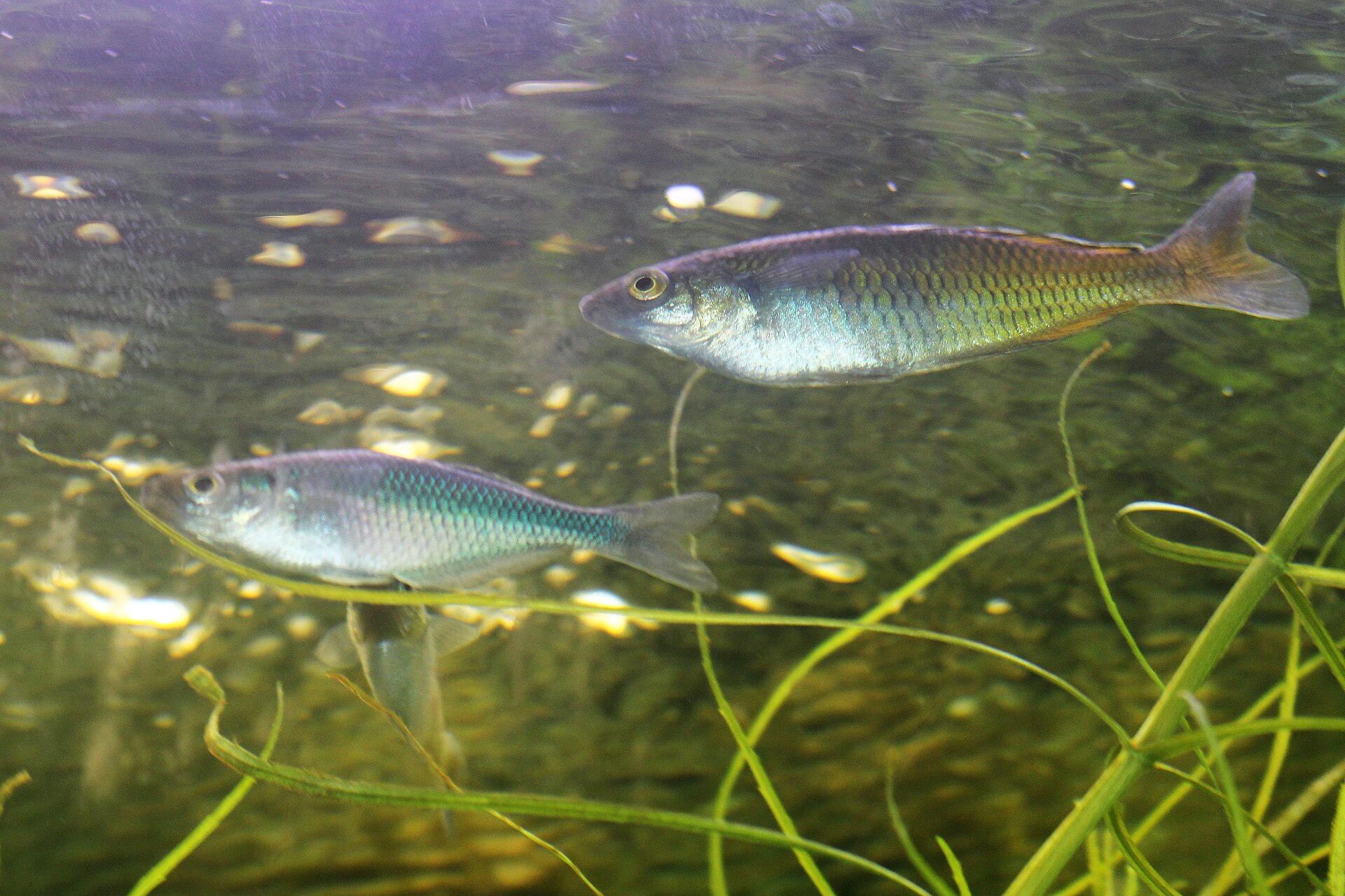 Close view of Australian Rainbowfish (Melanotaenia splendida)