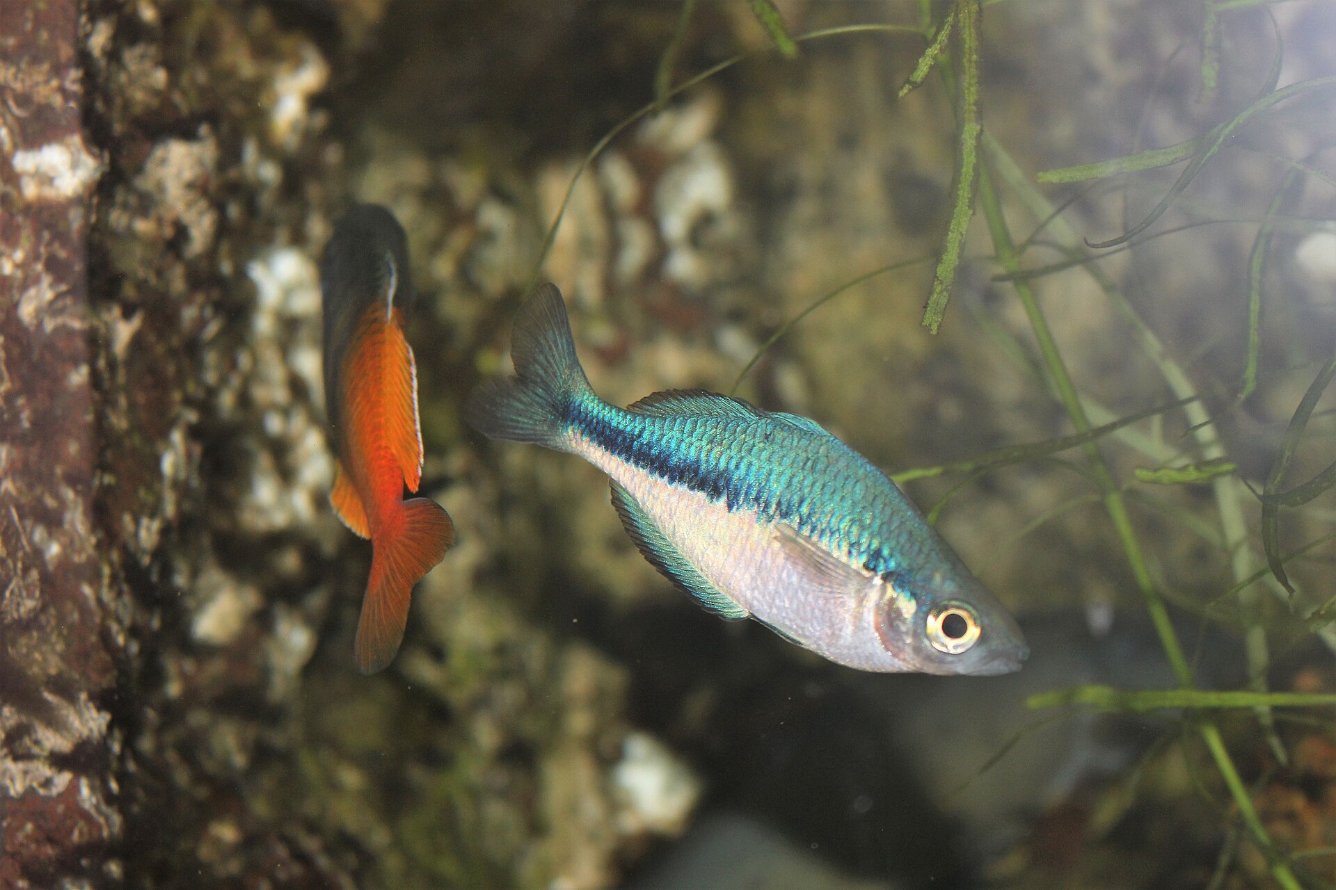 Australian Rainbowfish (Melanotaenia splendida)