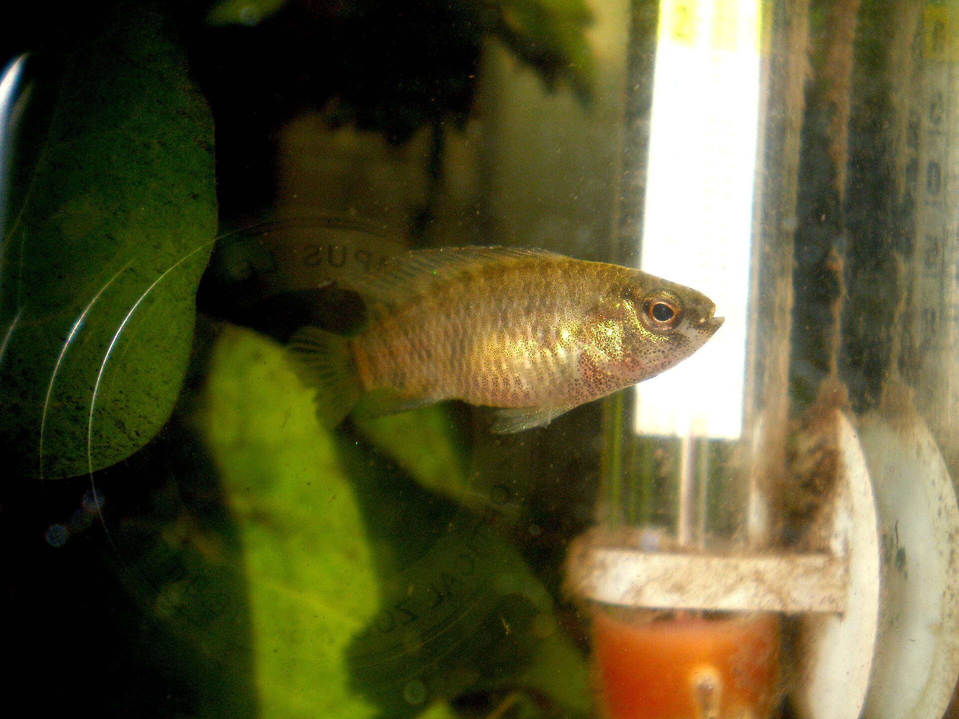 Close view of Badis Badis (Badis badis)