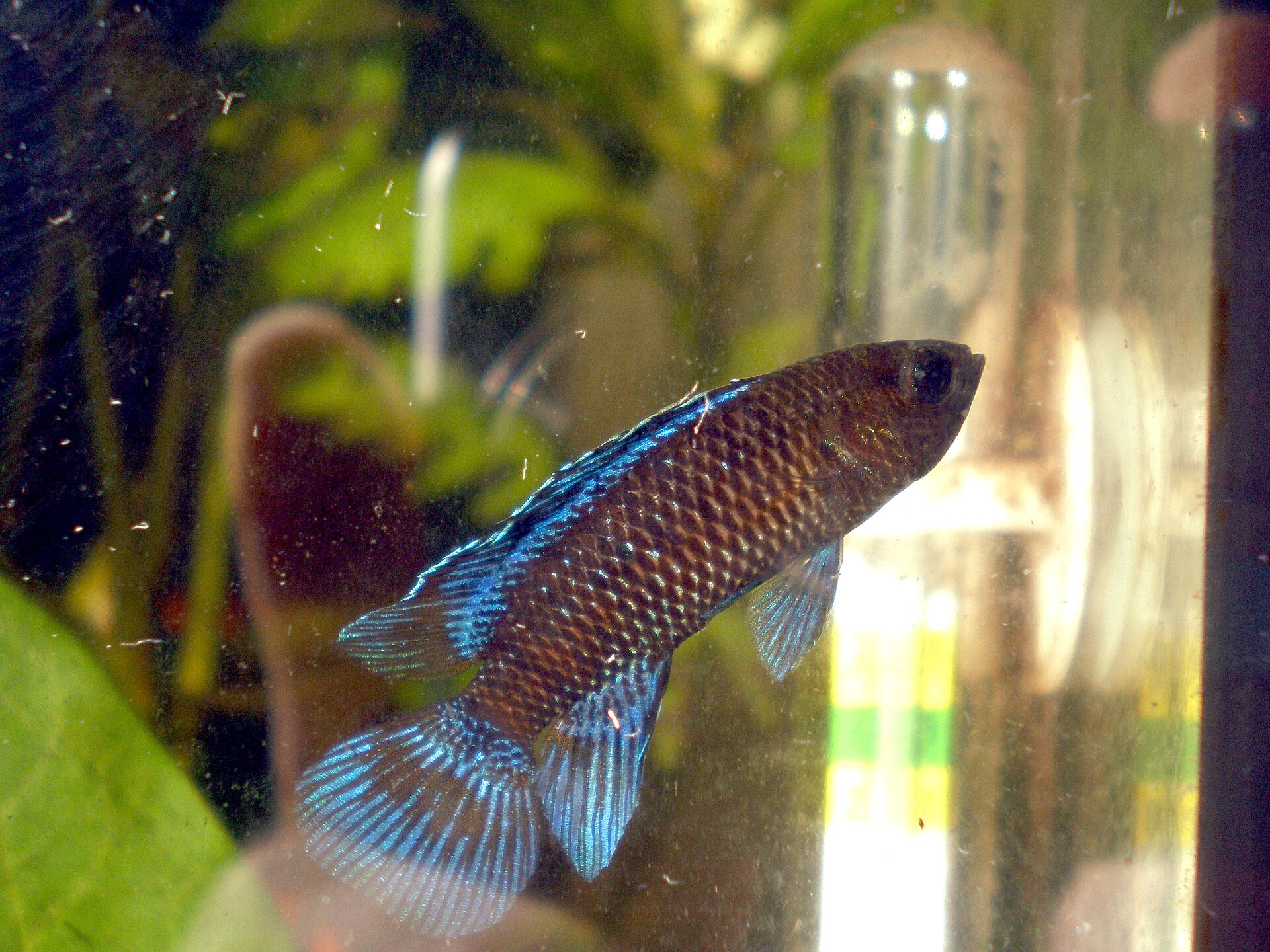 Badis Badis (Badis badis)