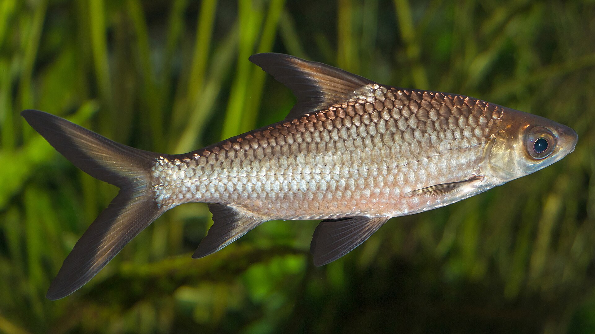 Close view of Bala Shark (Balantiocheilos melanopterus)