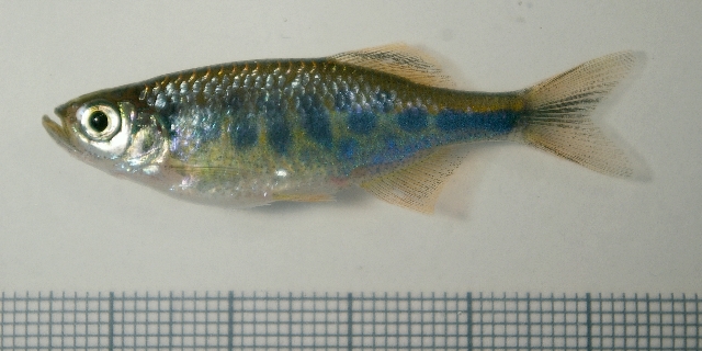 Barred Danio (Devario pathirana)