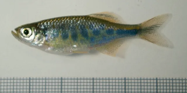 Barred Danio (Devario pathirana)